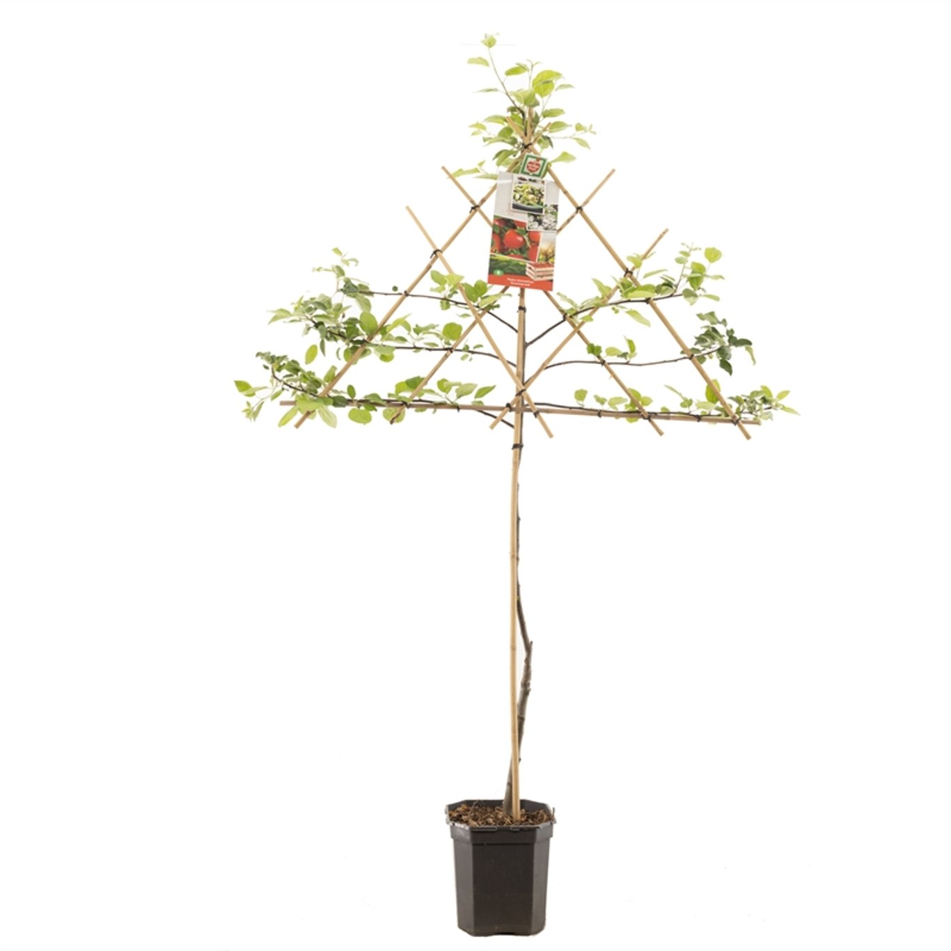 Malus d. 'Summerred' - C7.5 150 CM Espalier